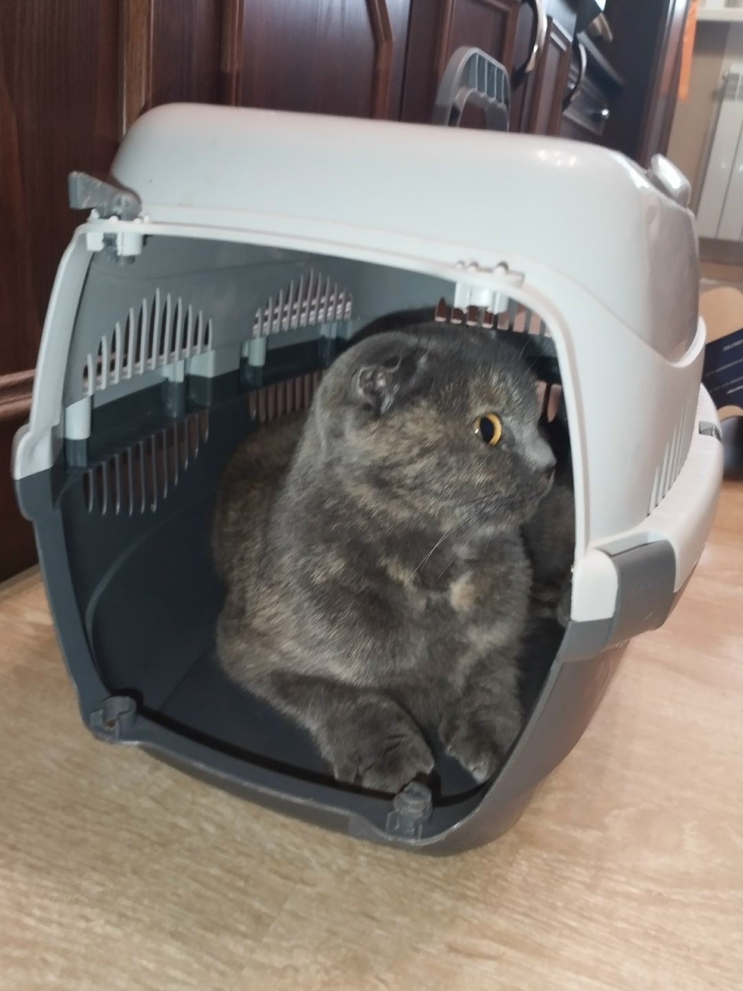 Найдена кошка в Твери — фото объявления