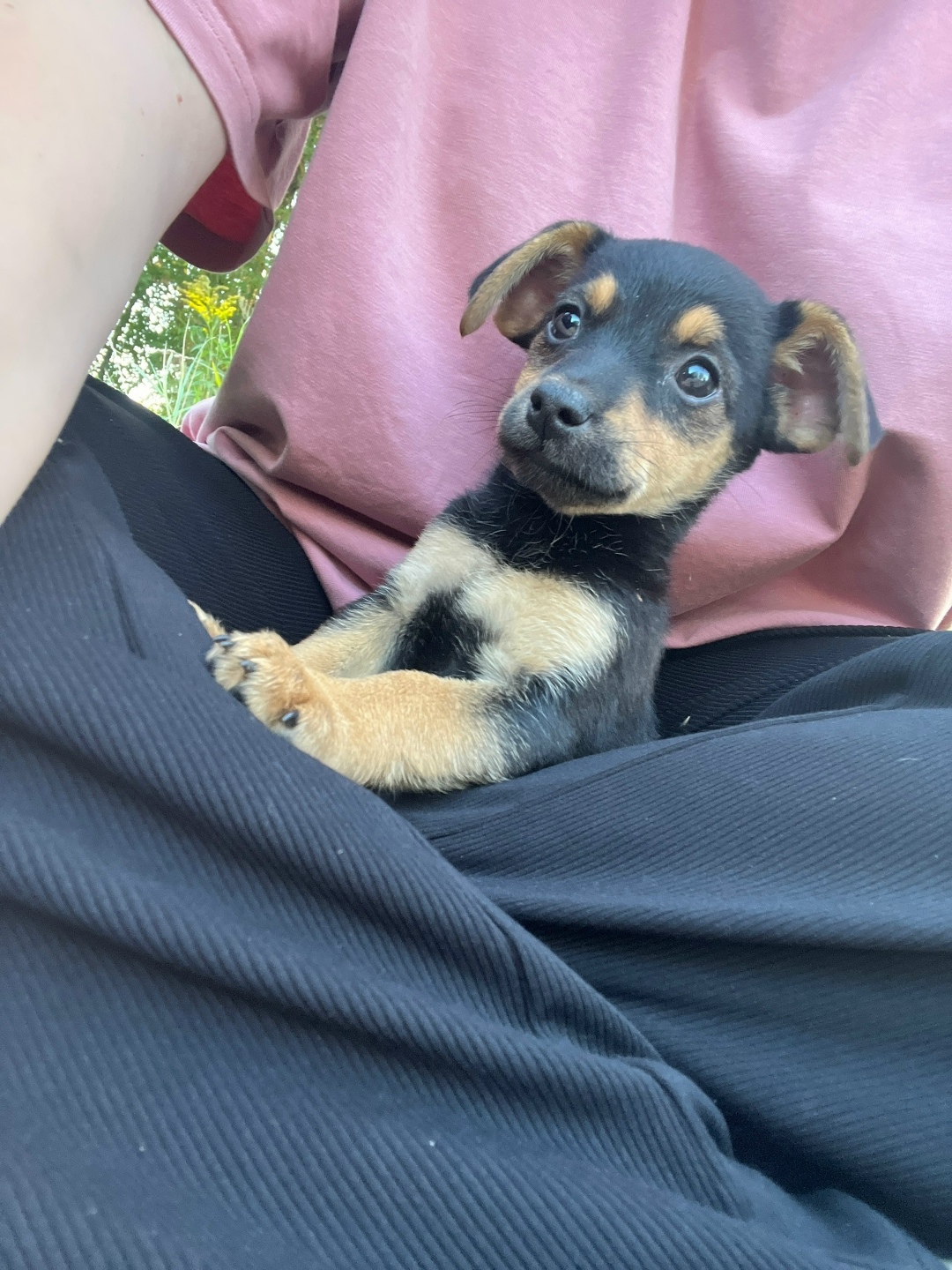 Найдена собака в Твери — фото объявления