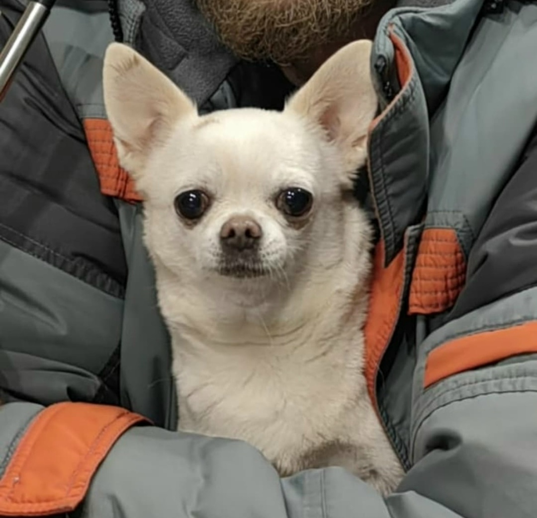 Пропала собака в Твери — фото объявления