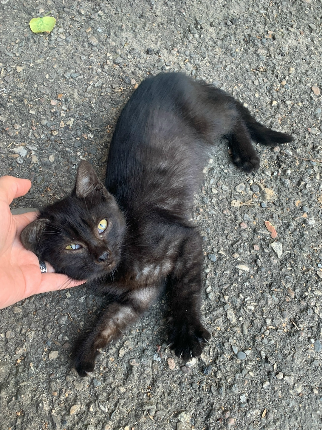 Найдена кошка в Твери — фото объявления