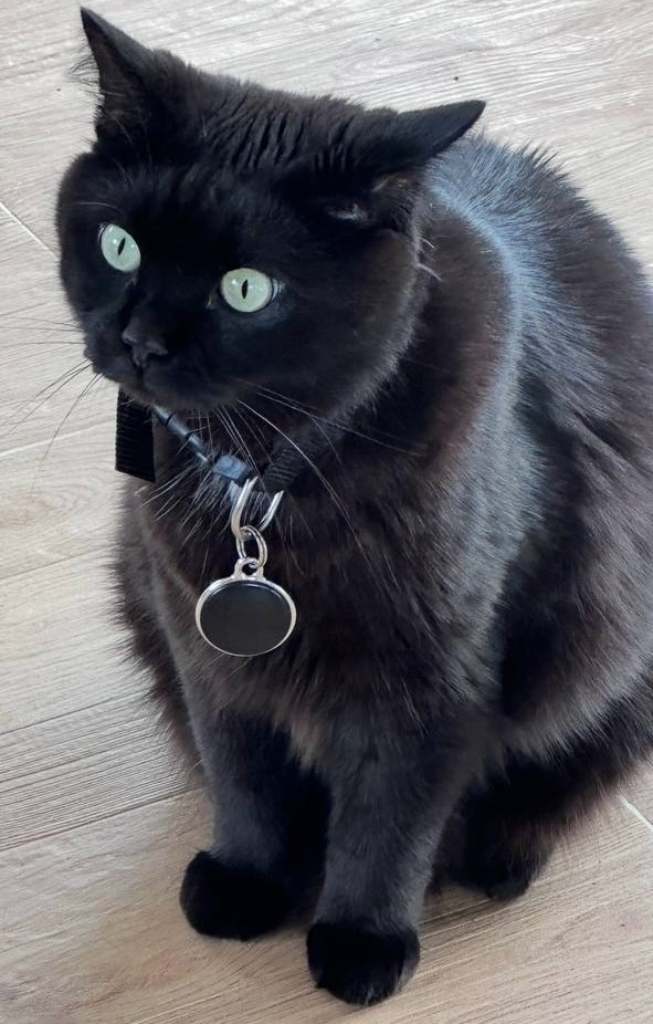 Пропала собака в Твери — фото объявления