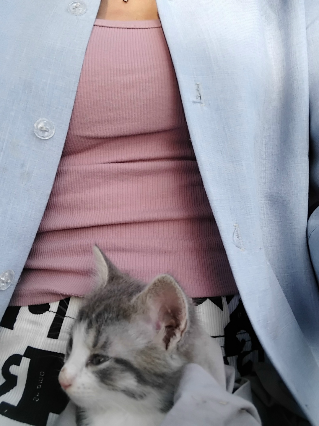 Найдена кошка в Твери — фото объявления