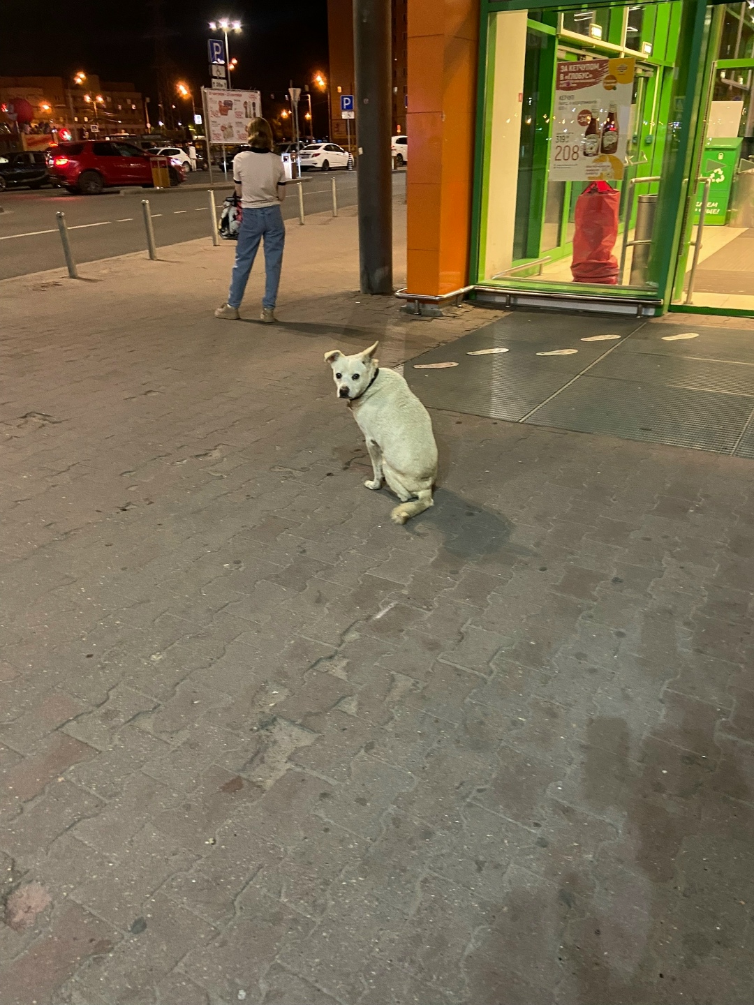 Найдена собака в Твери — фото объявления