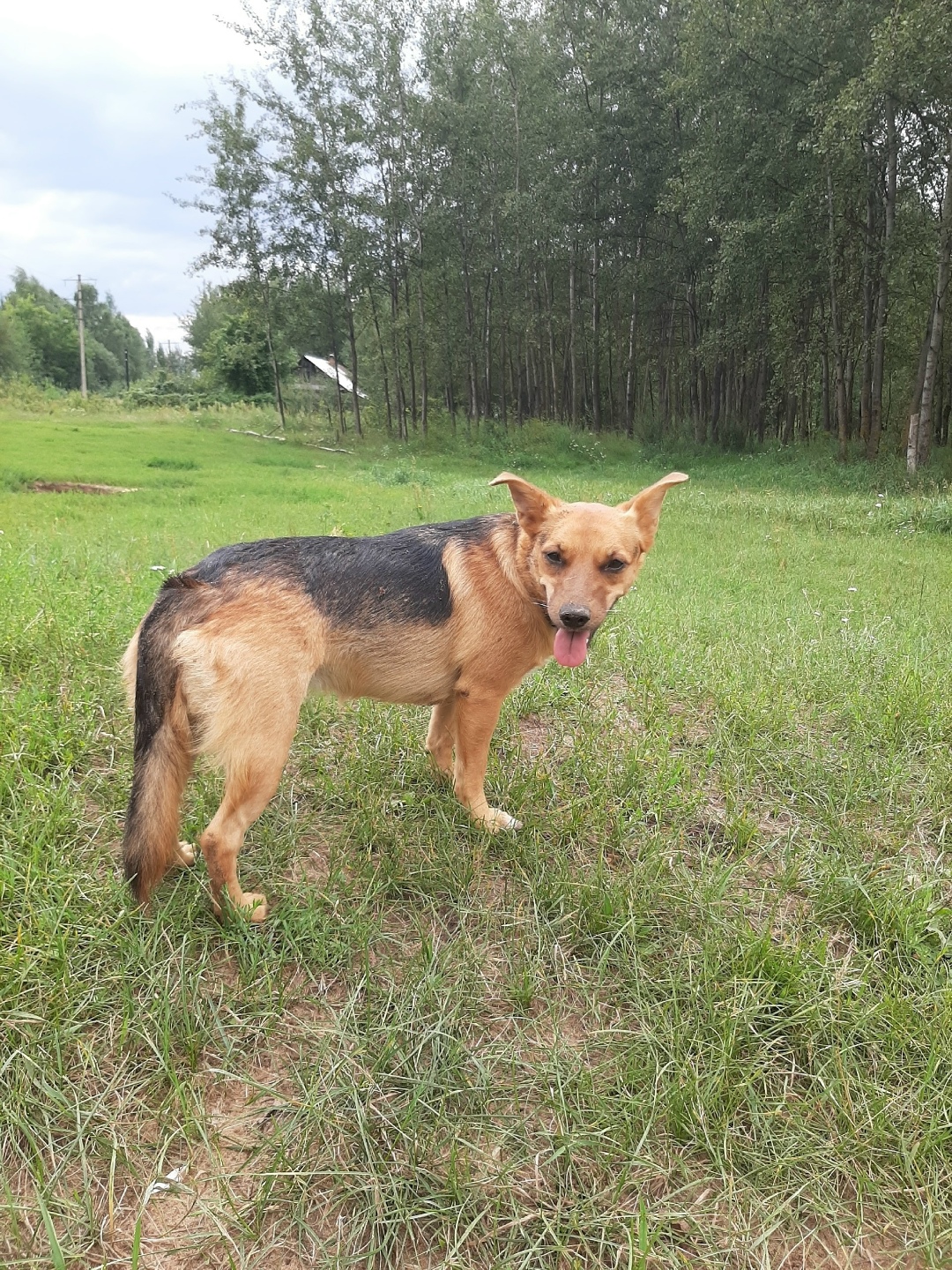 Пропала собака в Твери — фото объявления