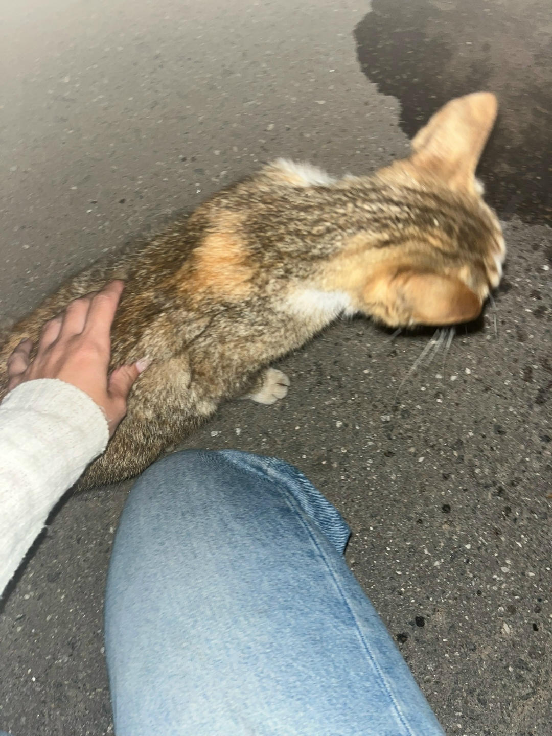 Найдена кошка в Твери — фото объявления