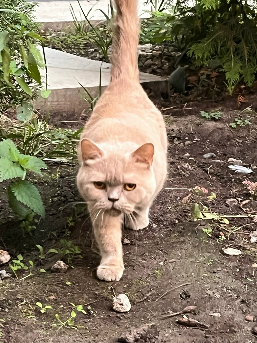 Найдена кошка в Твери — фото объявления