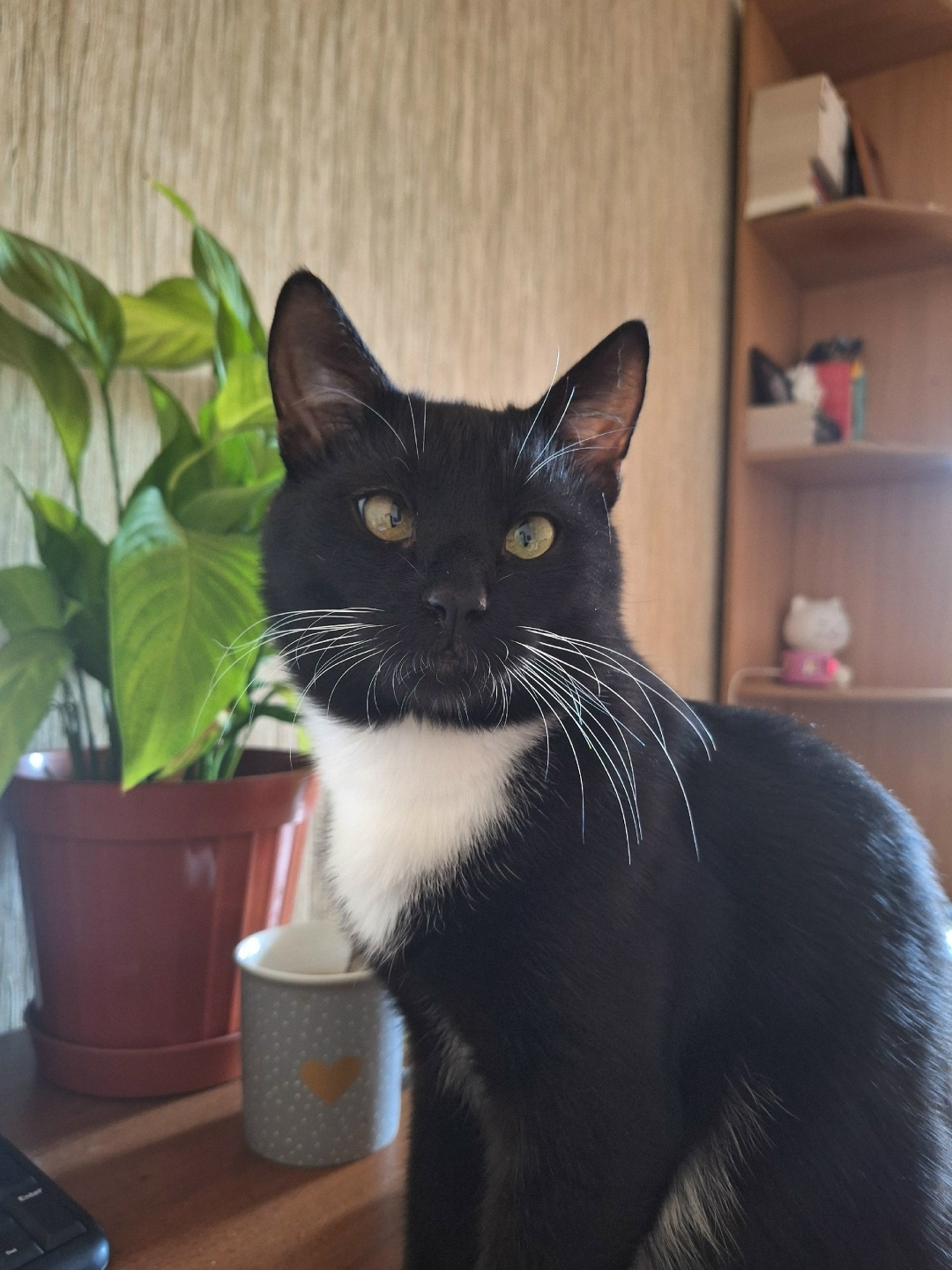 Пропала кошка в Твери — фото объявления