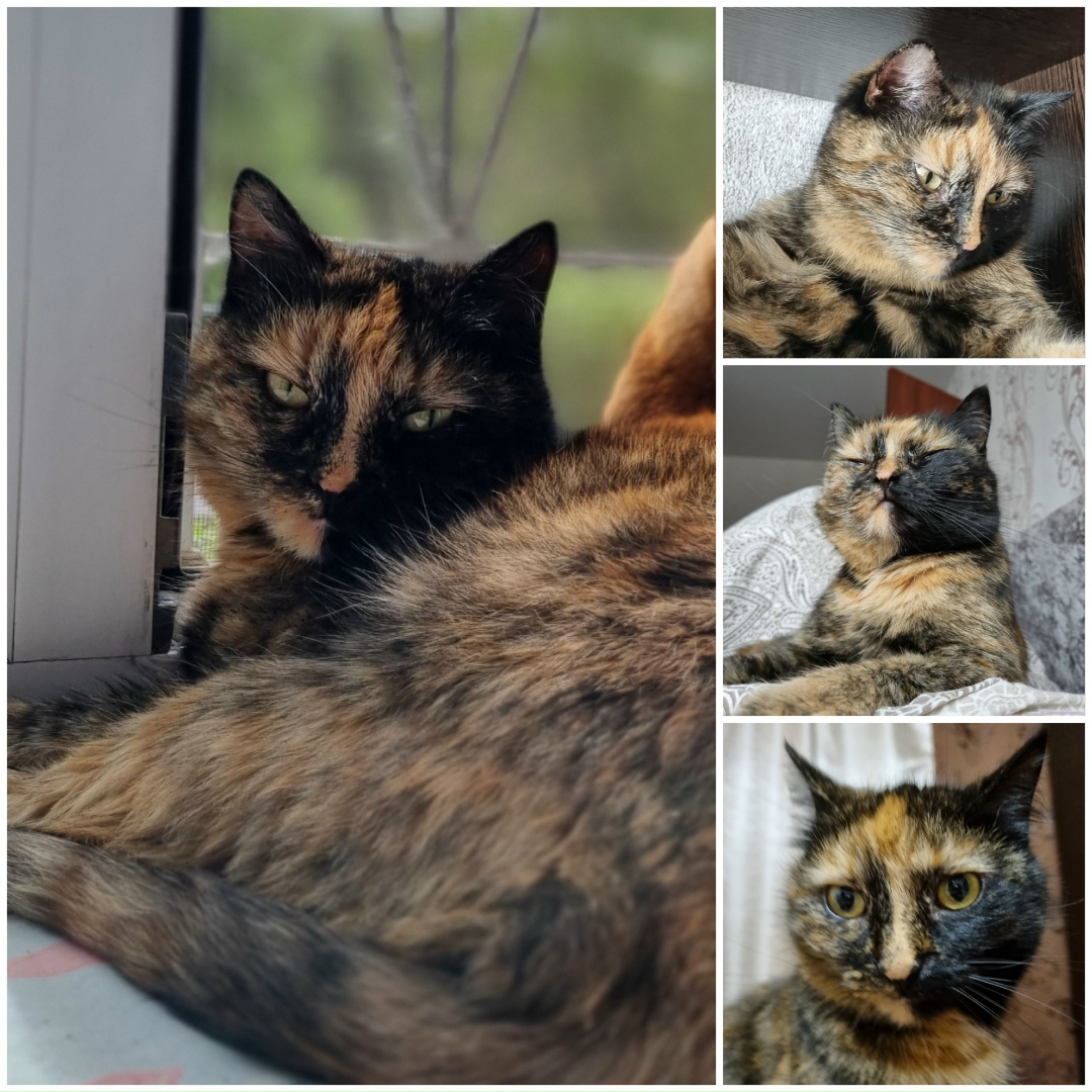 Пропала кошка в Твери — фото объявления