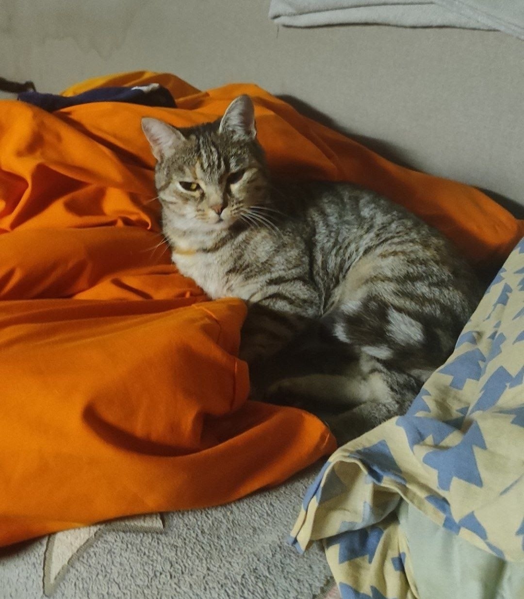 Пропала кошка в Твери — фото объявления