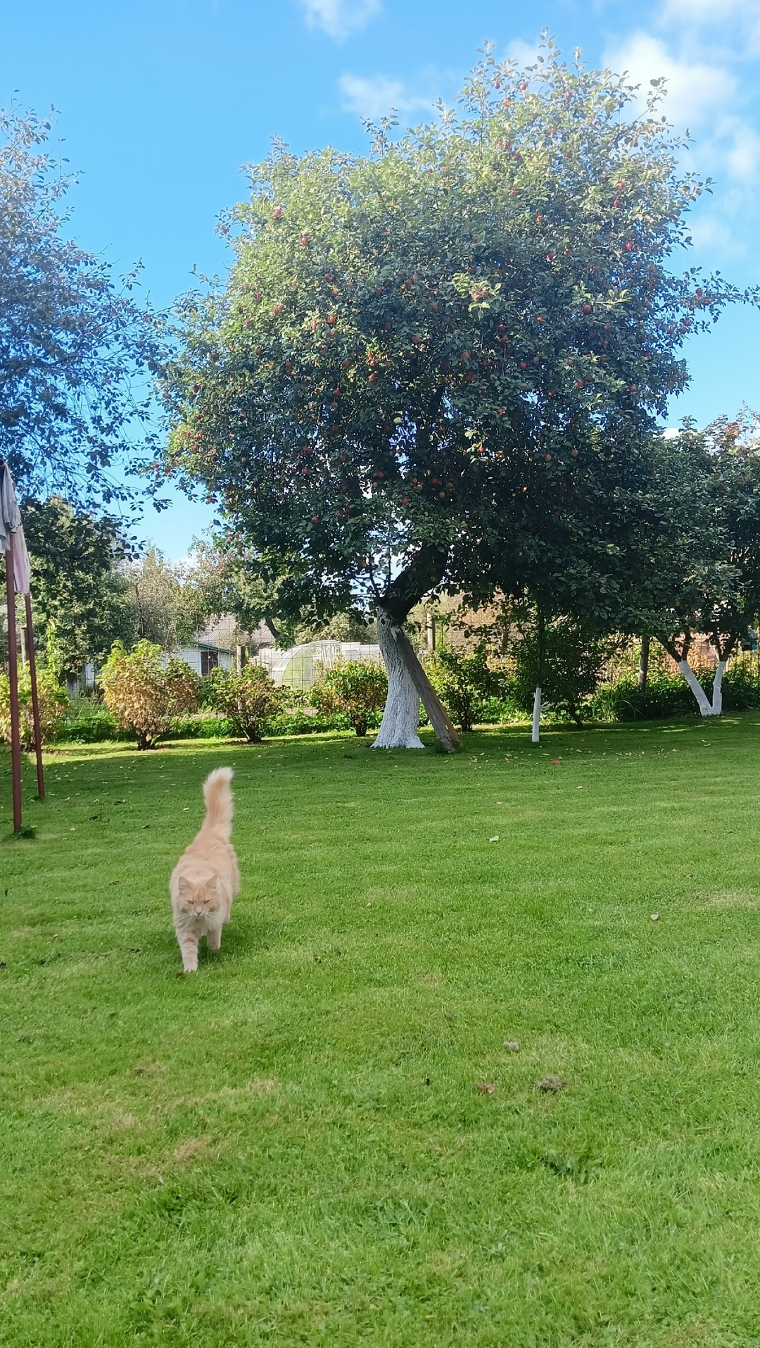 Пропала кошка в Твери — фото объявления