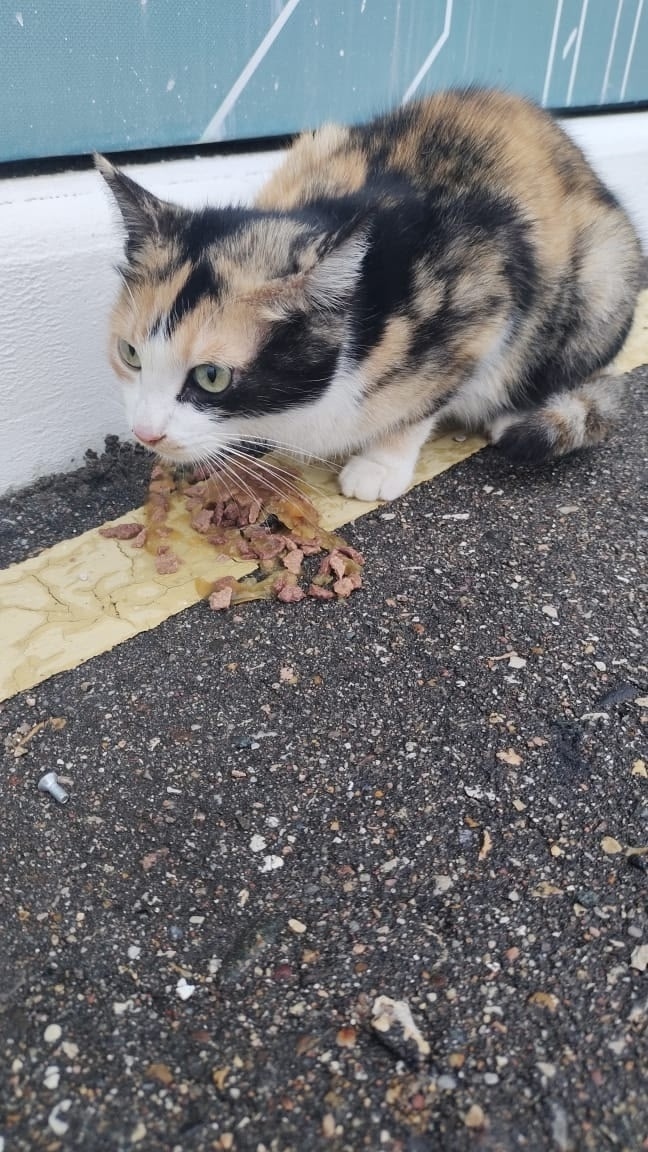 Найдена собака в Твери — фото объявления