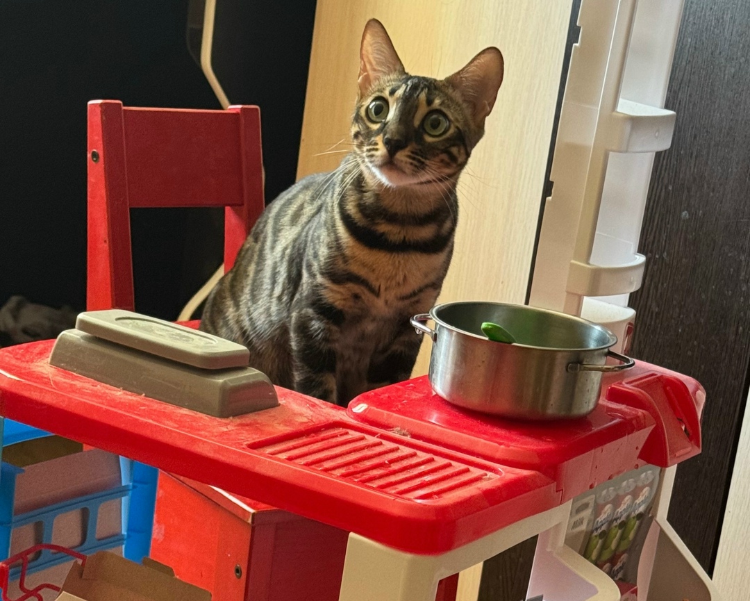 Пропала кошка в Твери — фото объявления