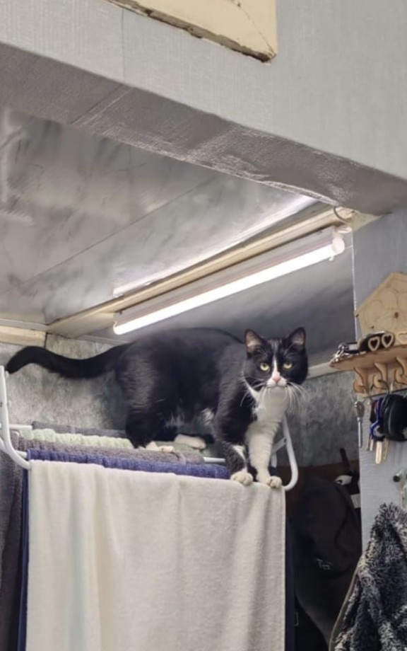 Пропала кошка в Твери — фото объявления