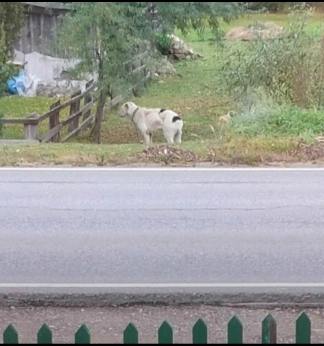 Найдена собака в Твери — фото объявления