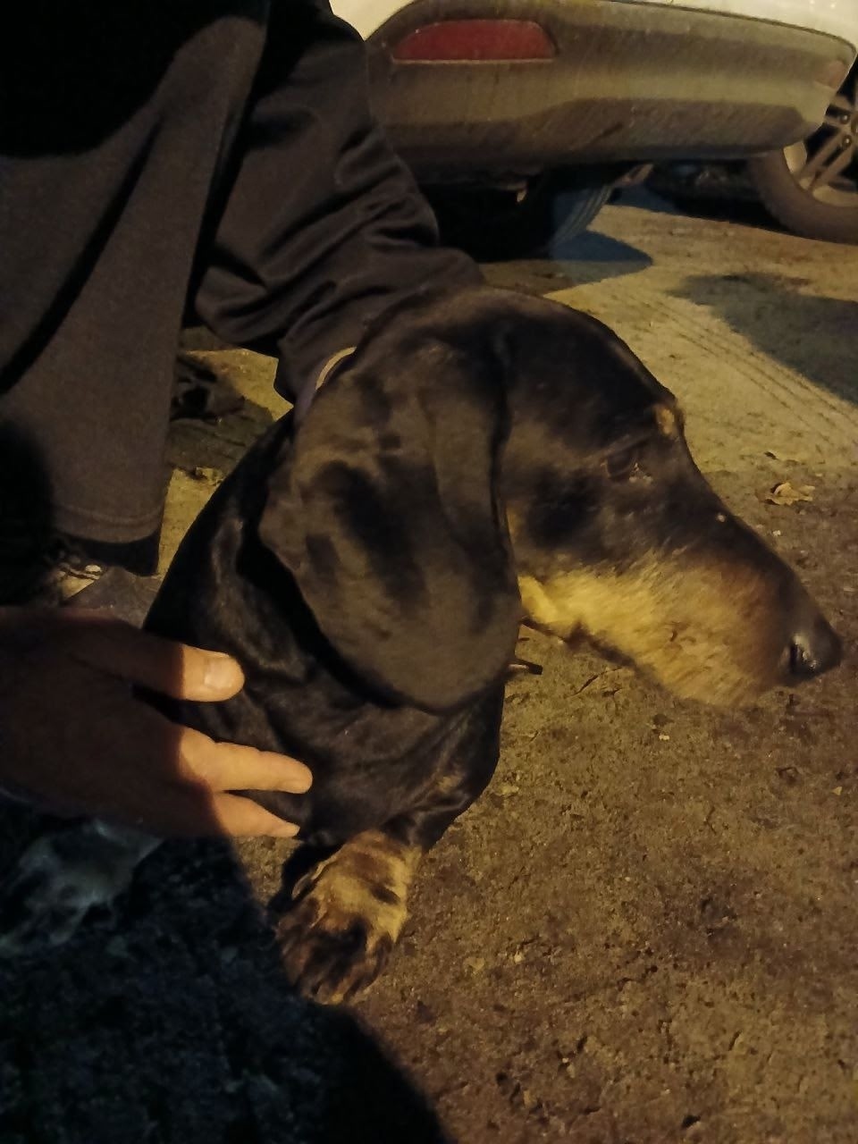 Найдена собака в Твери — фото объявления