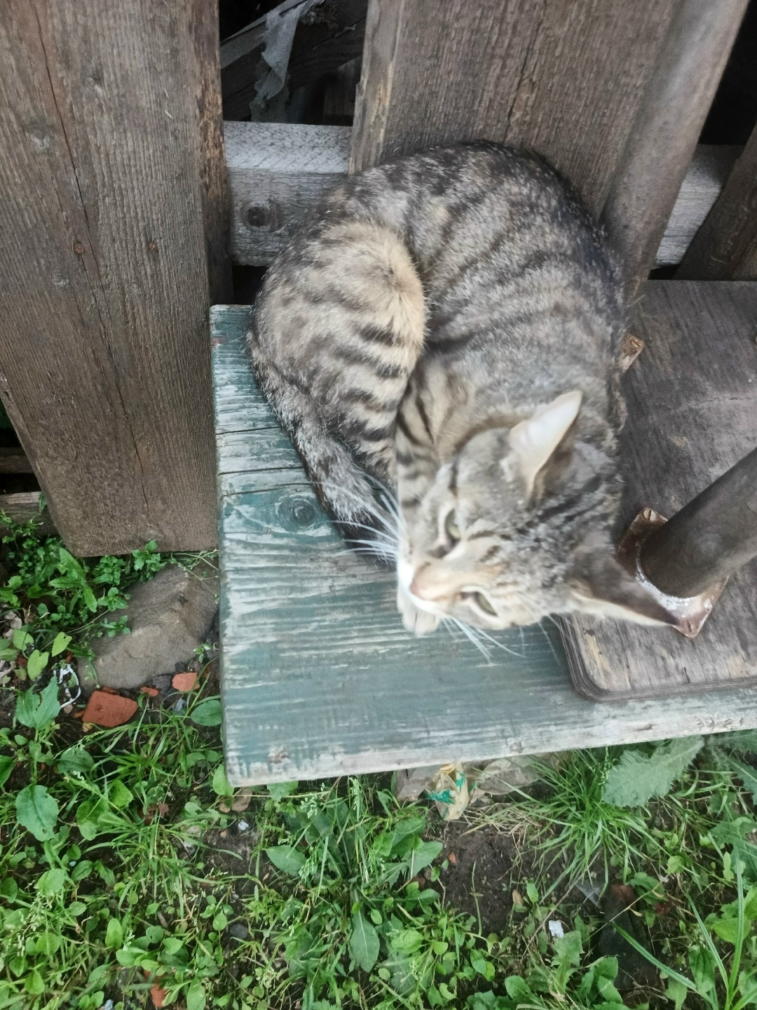 Пропала кошка в Твери — фото объявления