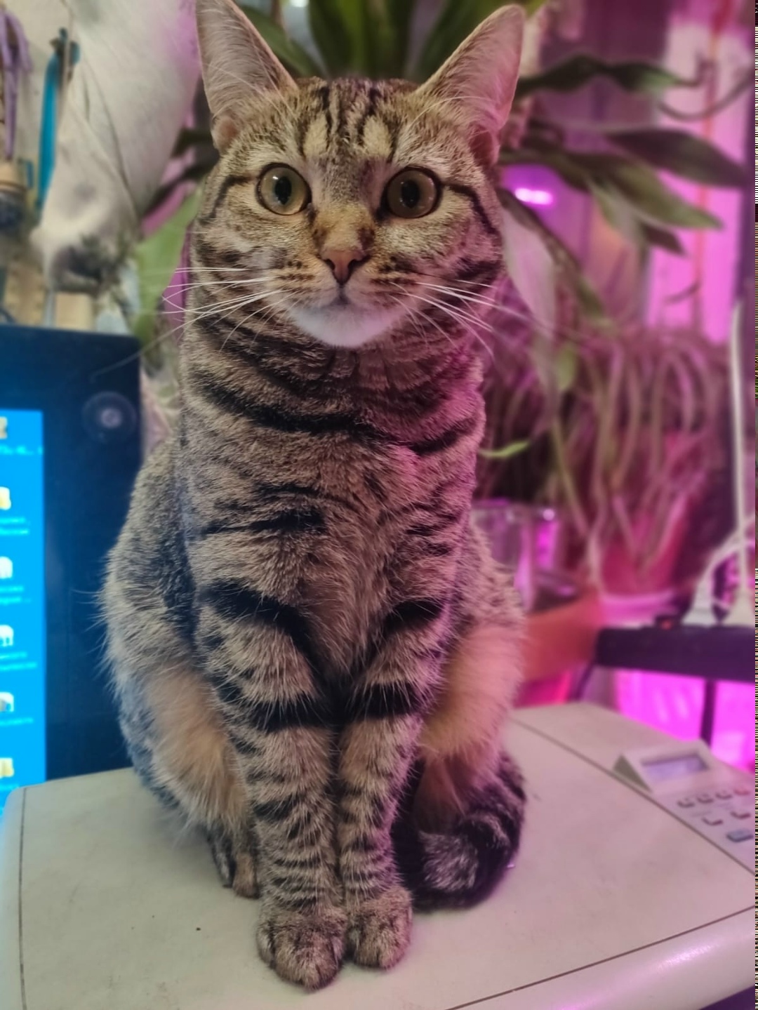 Пропала кошка в Твери — фото объявления