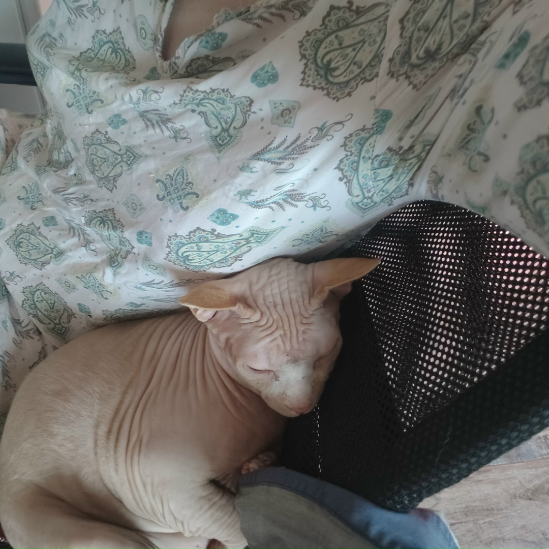 Пропала кошка в Твери — фото объявления