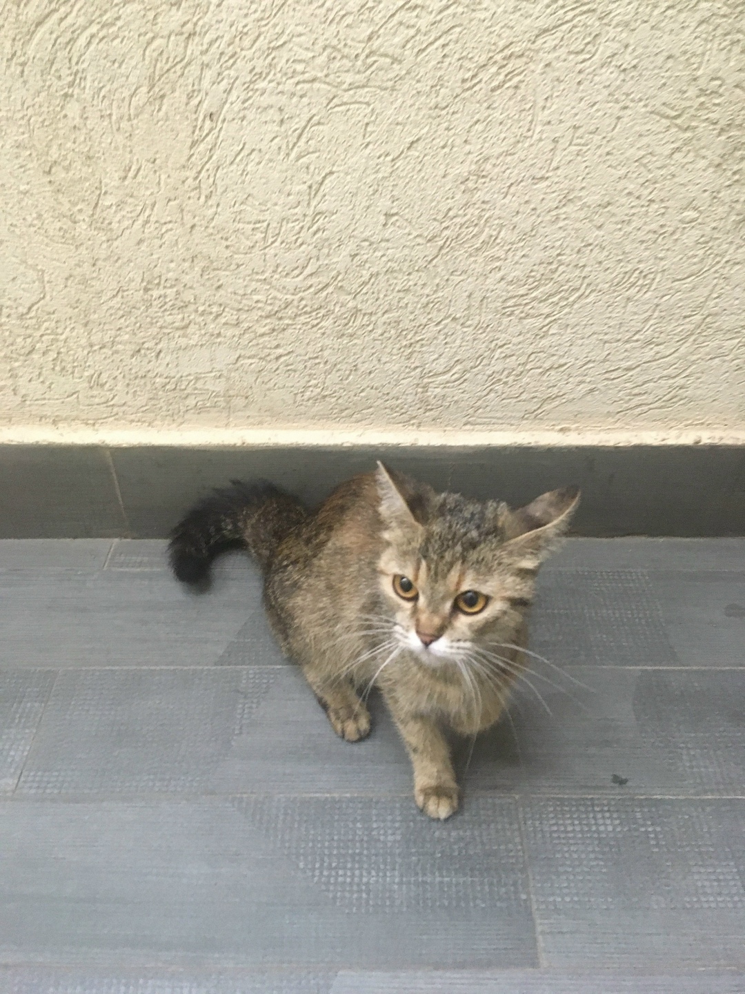 Найдена кошка в Твери — фото объявления