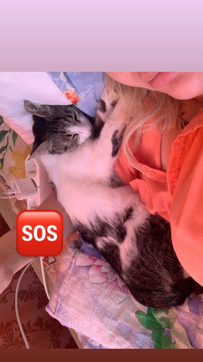 Пропала кошка в Твери — фото объявления