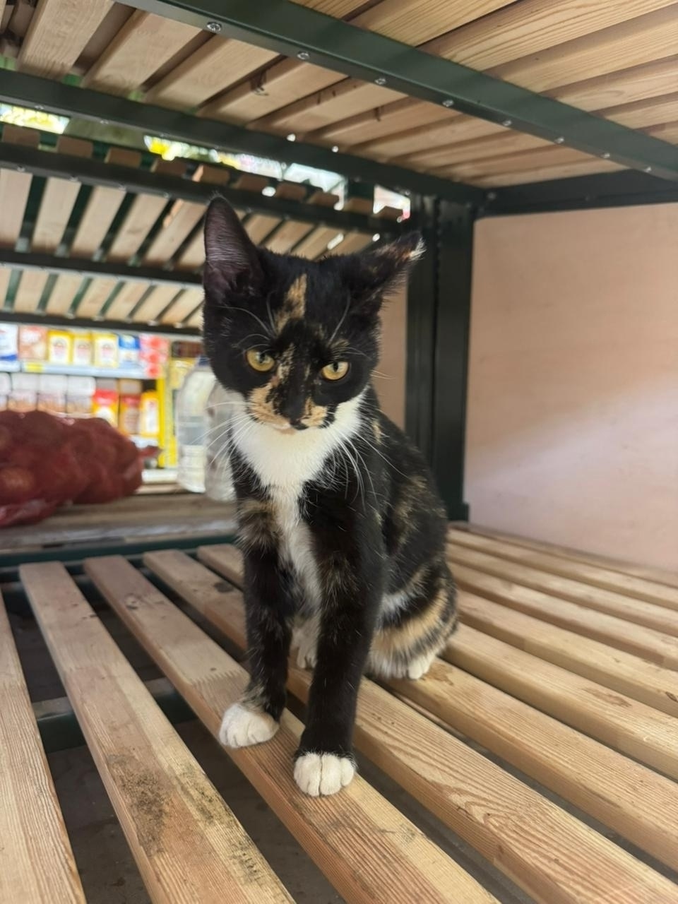 Найдена кошка в Твери — фото объявления