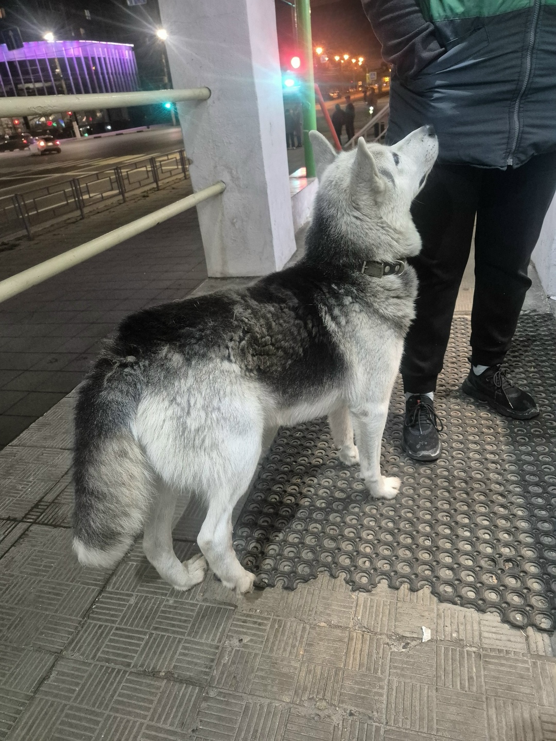 Найдена собака в Твери — фото объявления