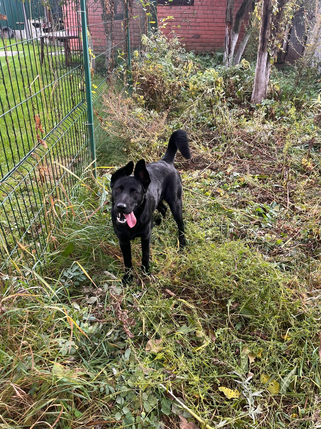 Найдена собака в Твери — фото объявления