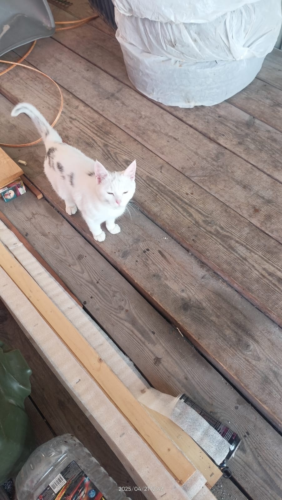 Пропала кошка в Твери — фото объявления