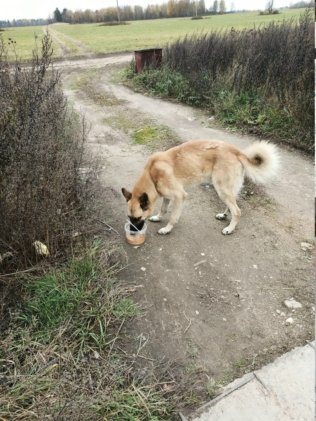 Найдена собака в Твери — фото объявления