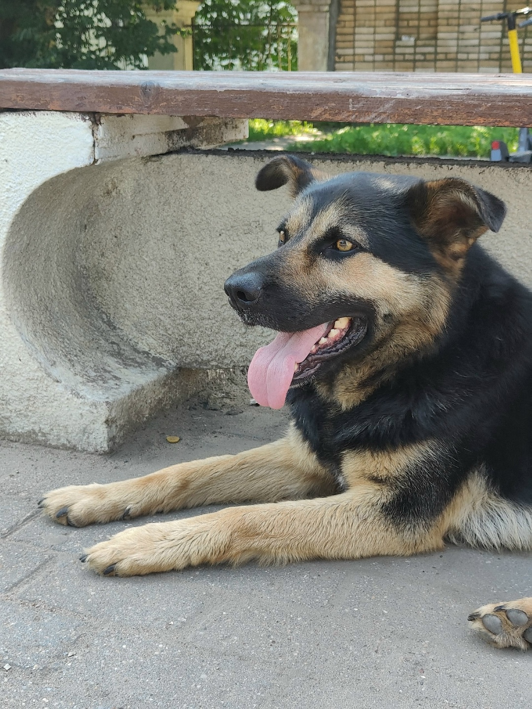 Найдена собака в Твери — фото объявления