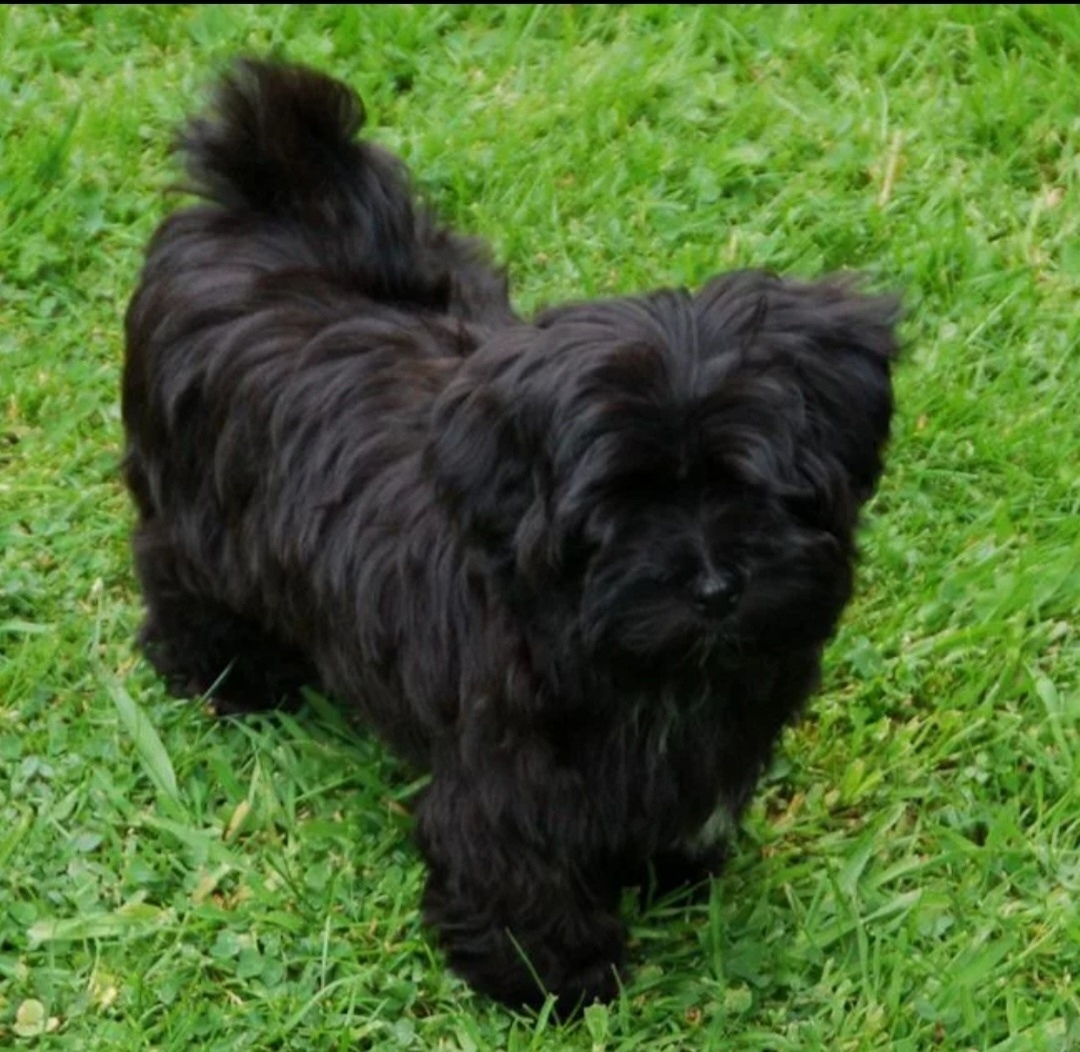 Найдена собака в Твери — фото объявления