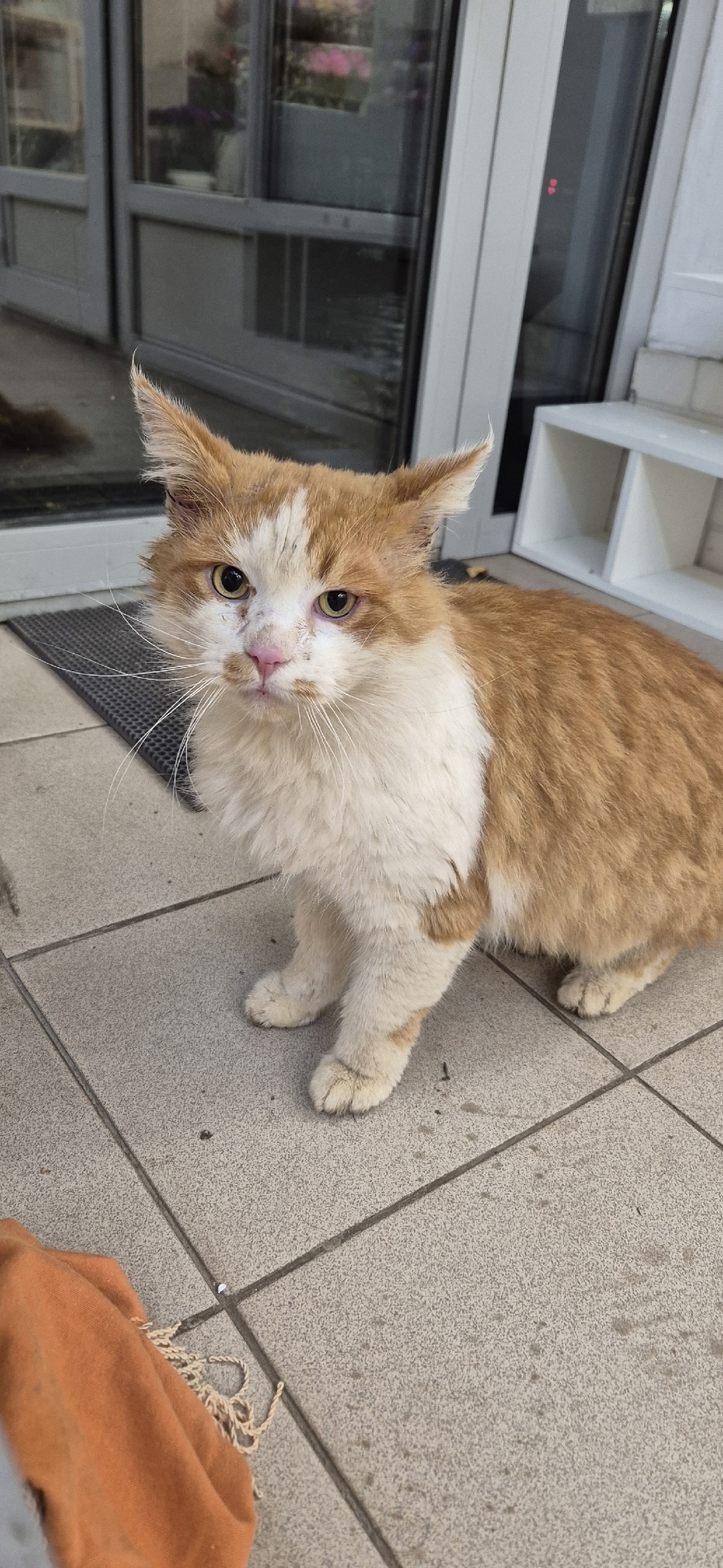 Найдена кошка в Твери — фото объявления