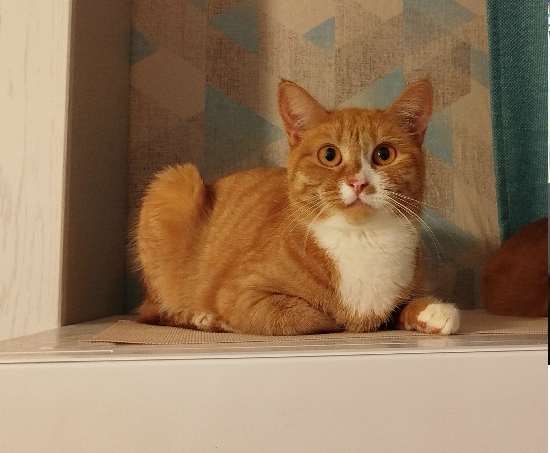 Пропала кошка в Твери — фото объявления