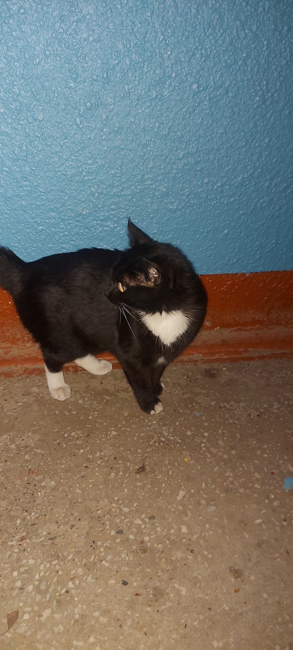 Найдена кошка в Твери — фото объявления