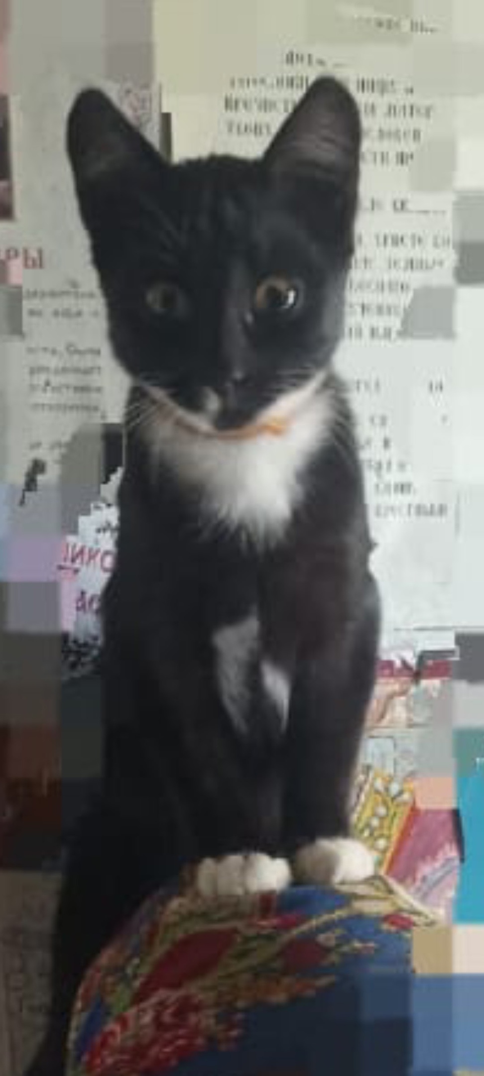 Пропала кошка в Твери — фото объявления