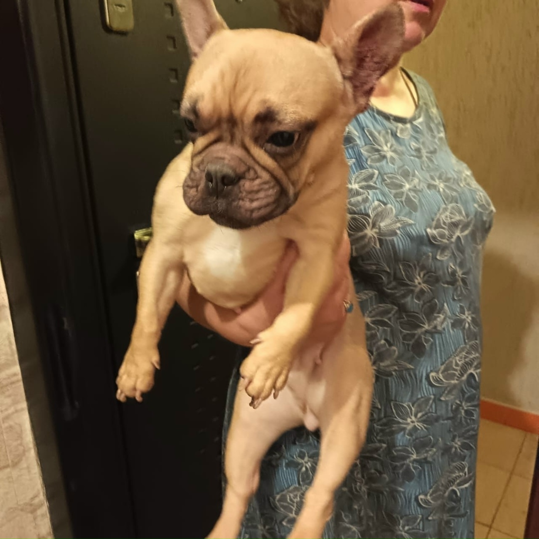 Найдена собака в Твери — фото объявления