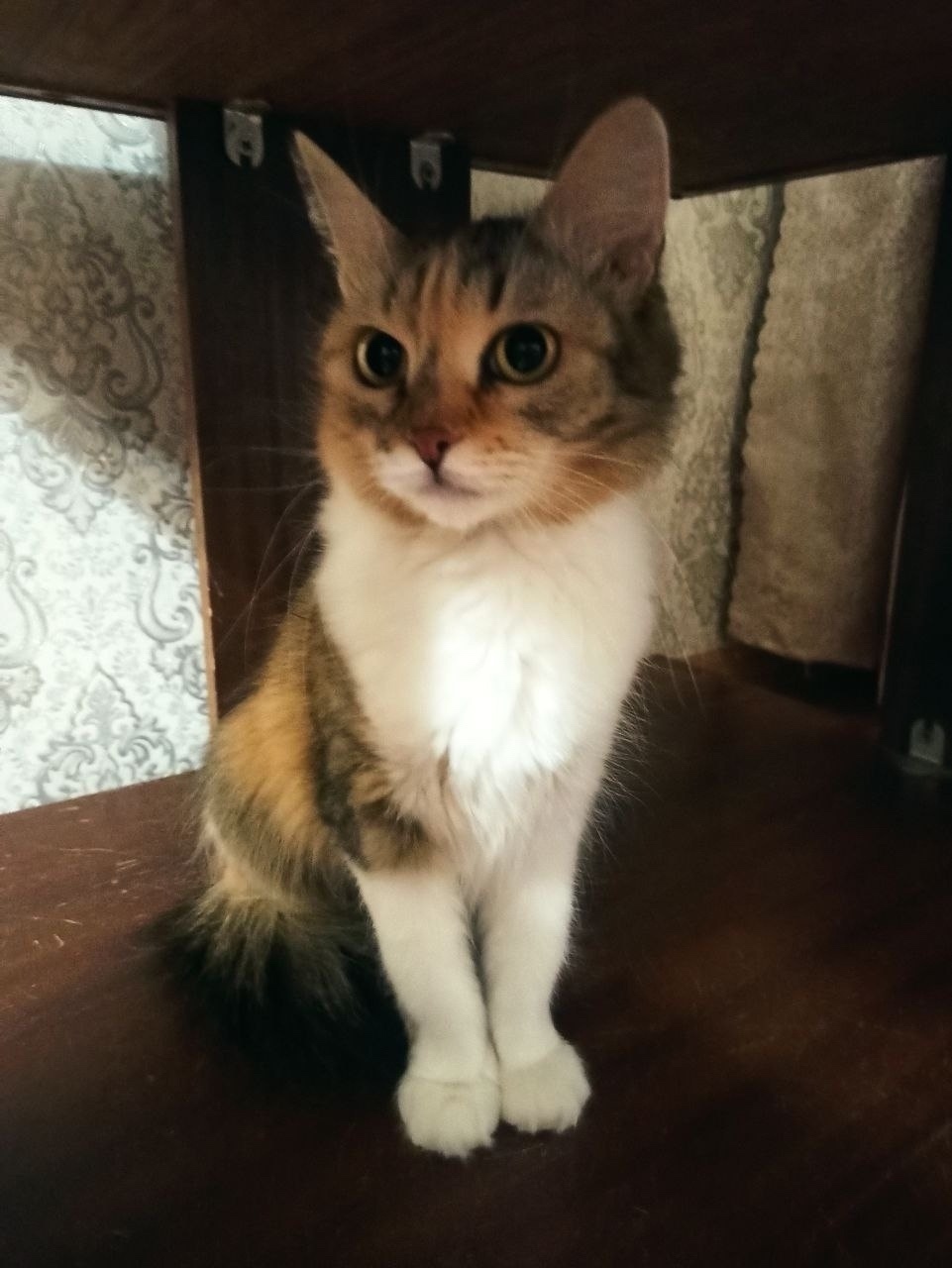 Пропала кошка в Твери — фото объявления