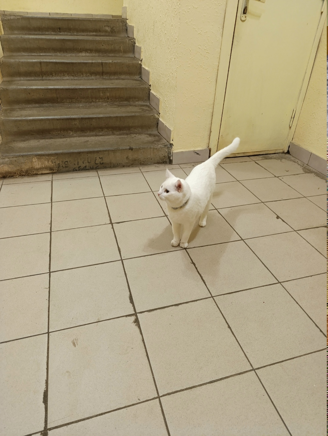 Найдена кошка в Твери — фото объявления