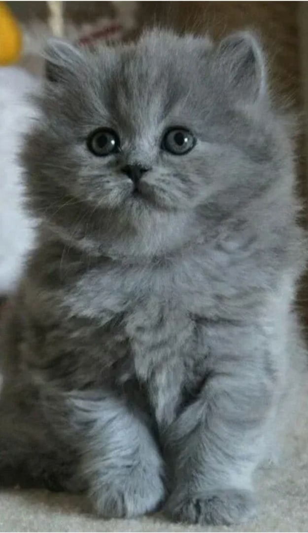 Найдена кошка в Твери — фото объявления