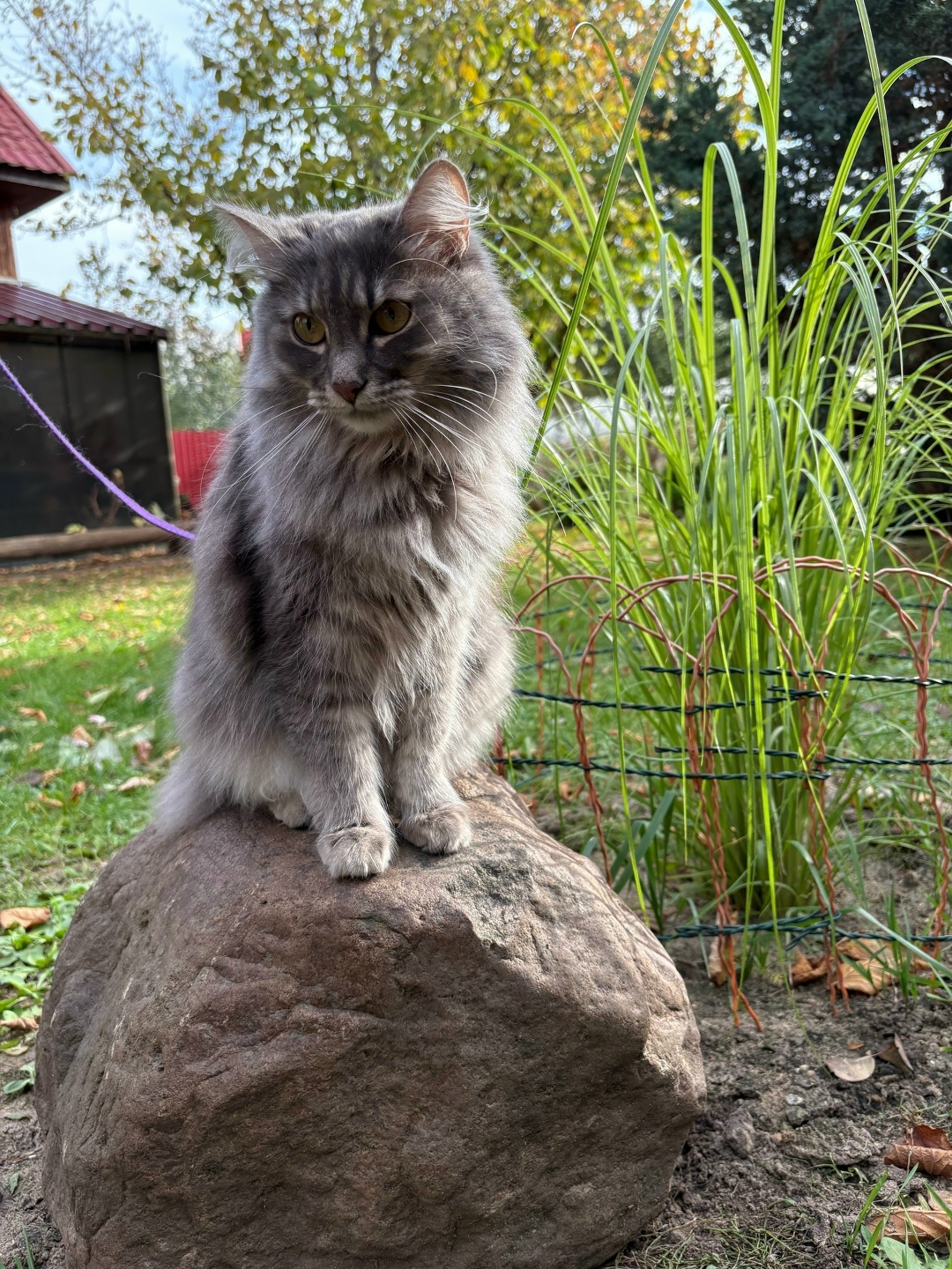 Пропала кошка в Твери — фото объявления