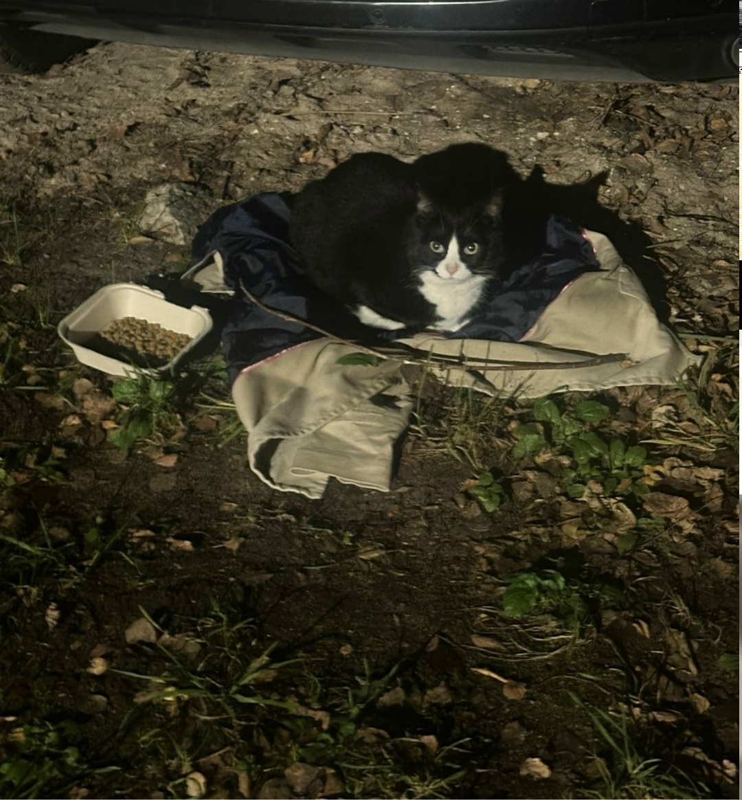 Найдена собака в Твери — фото объявления