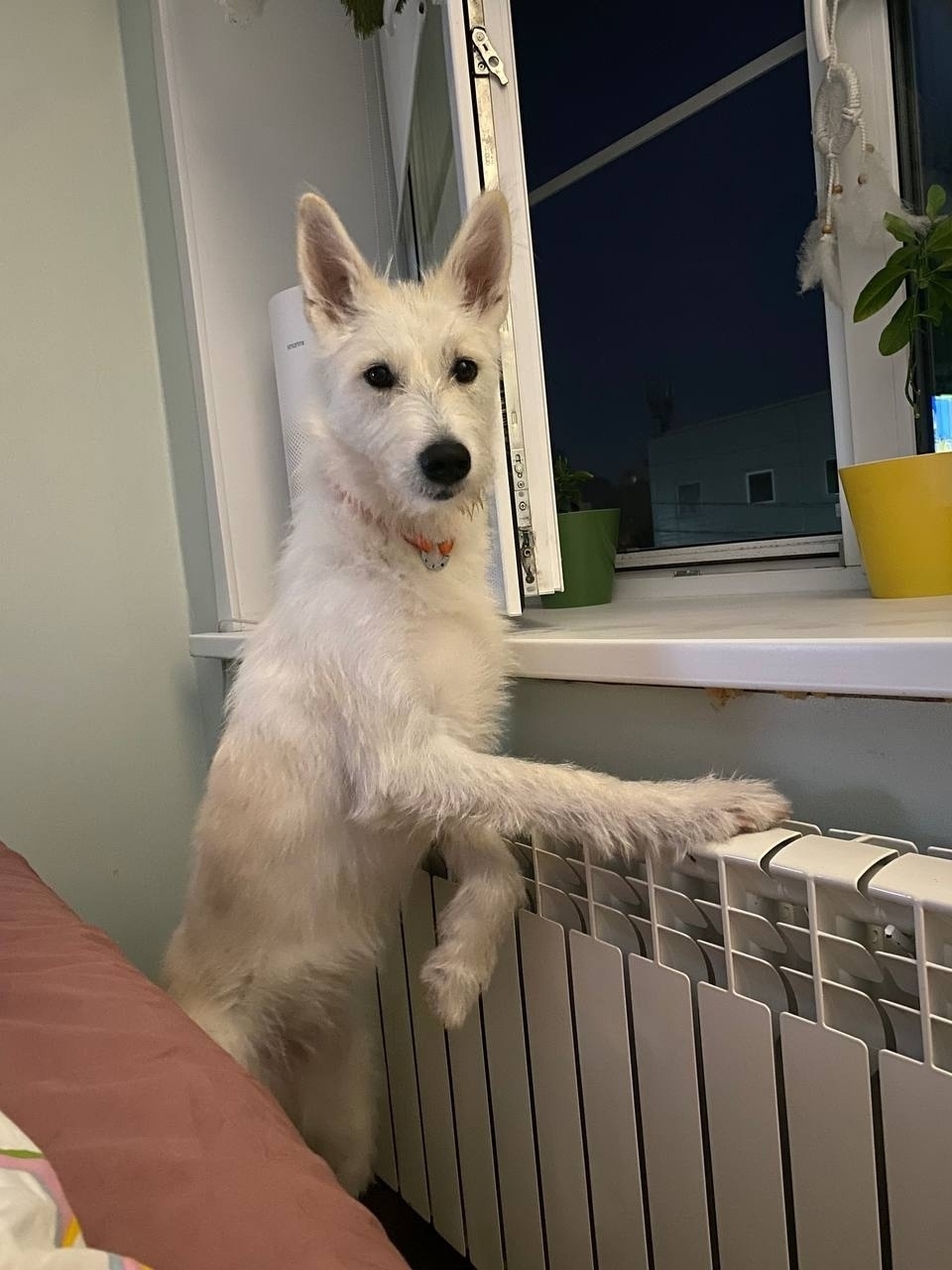 Пропала собака в Твери — фото объявления