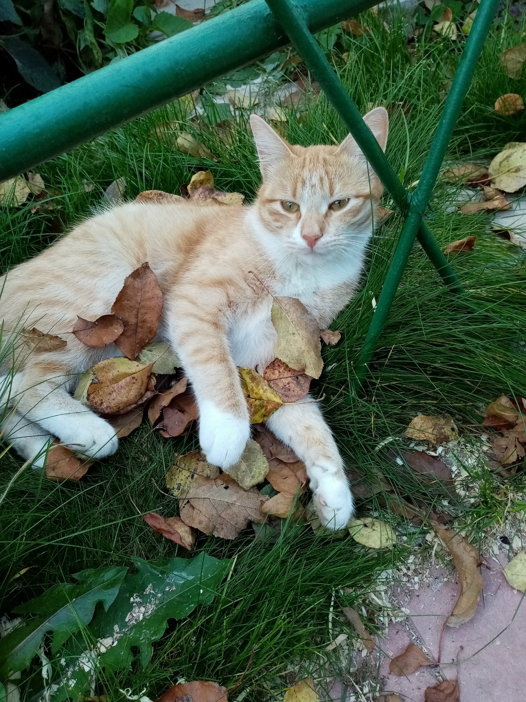 Пропала кошка в Твери — фото объявления