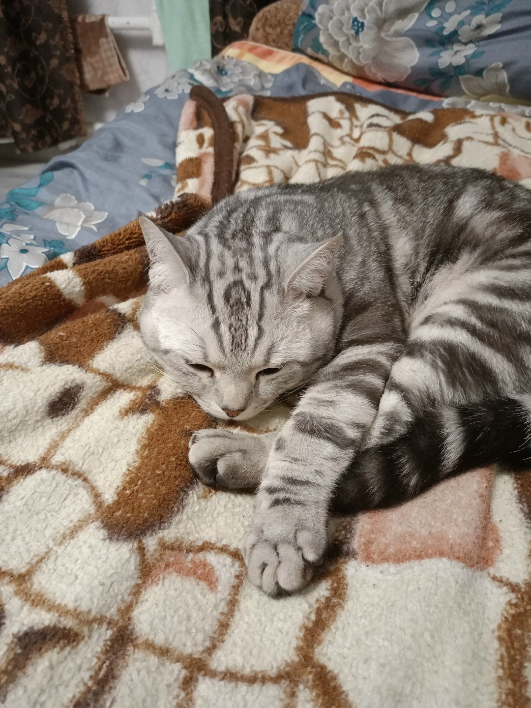 Пропала кошка в Твери — фото объявления