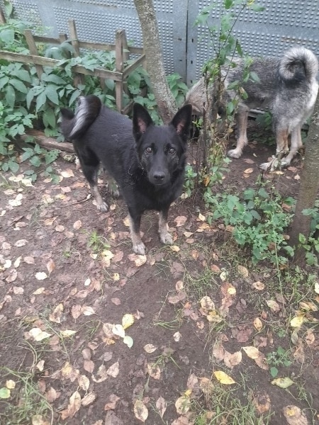 Пропала собака в Твери — фото объявления