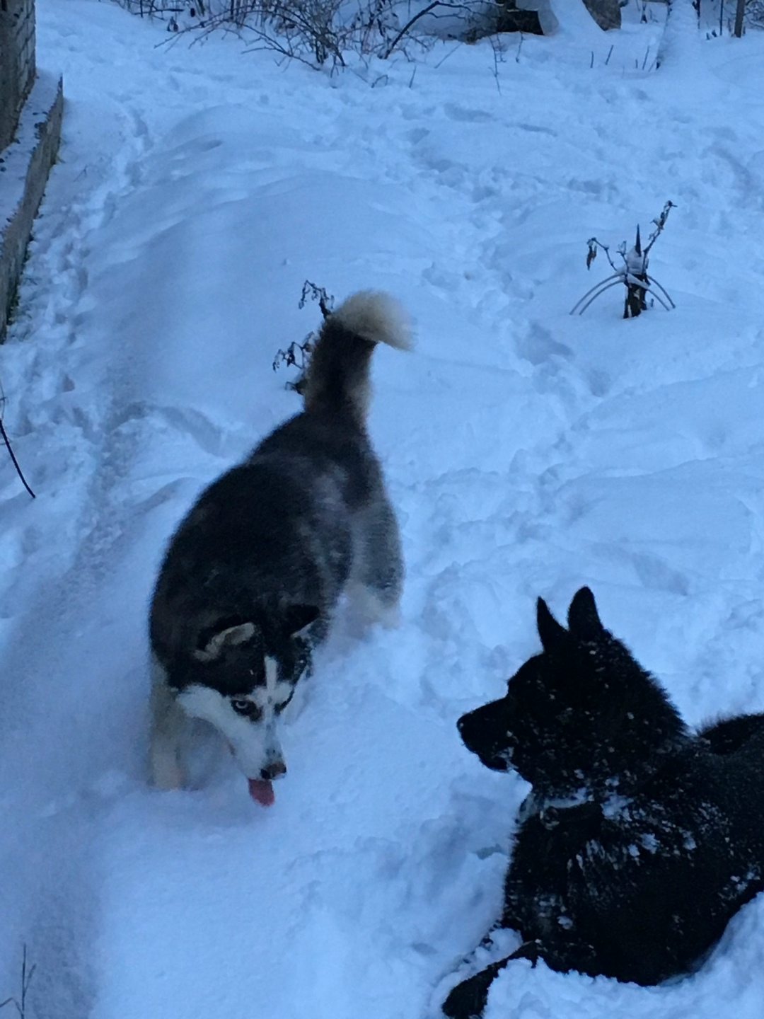 Пропала собака в Твери — фото объявления