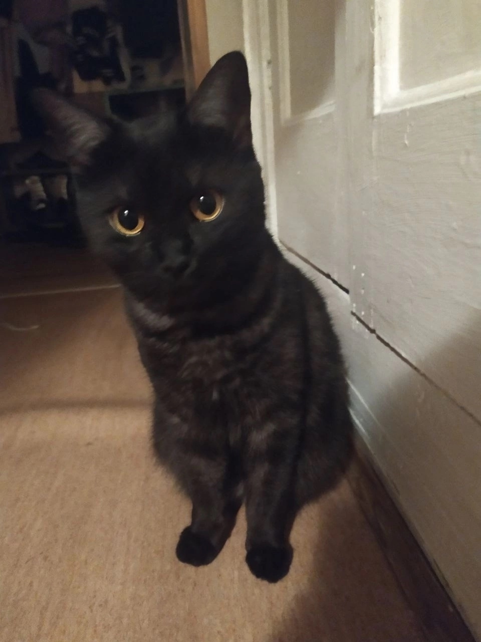 Пропала собака в Твери — фото объявления