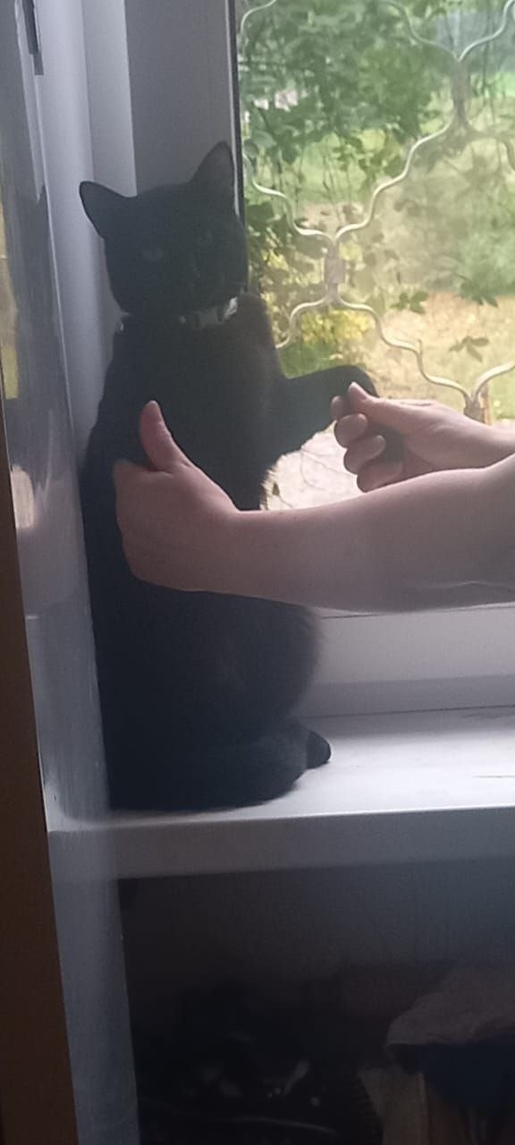 Пропала кошка в Твери — фото объявления