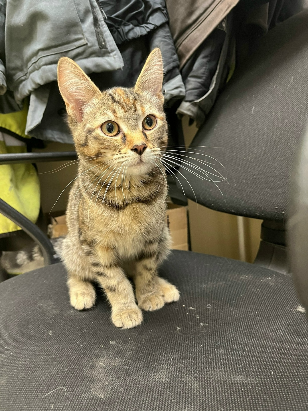 Найдена кошка в Твери — фото объявления