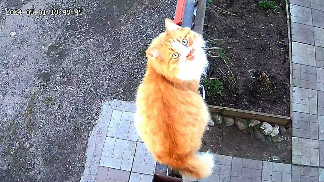 Пропала кошка в Твери — фото объявления